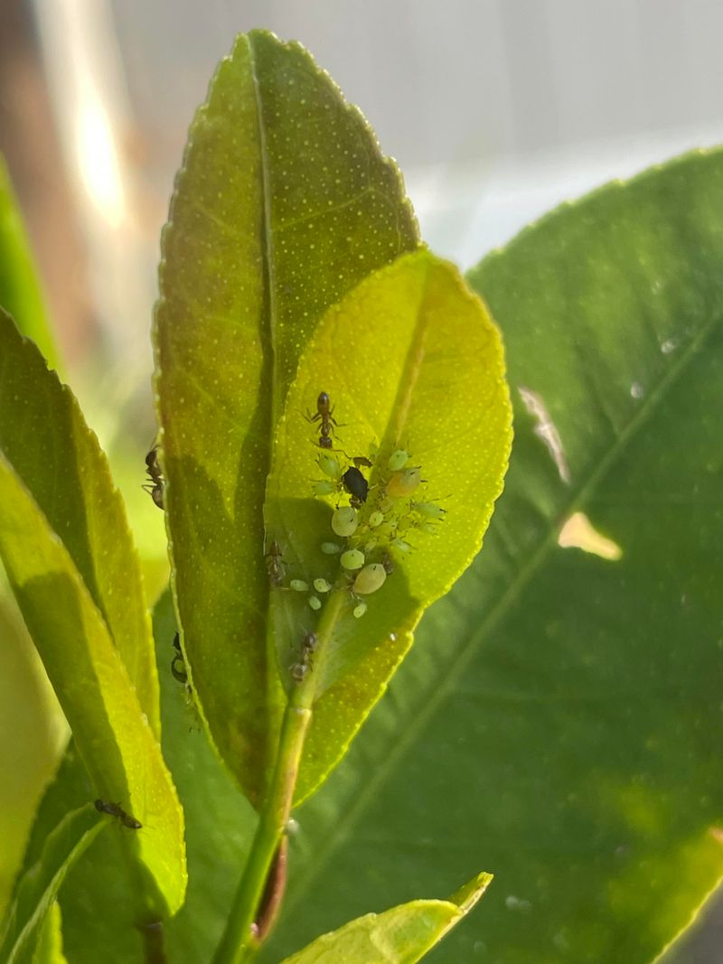 Citrus Trees