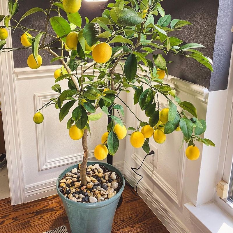 Citrus Trees Indoors