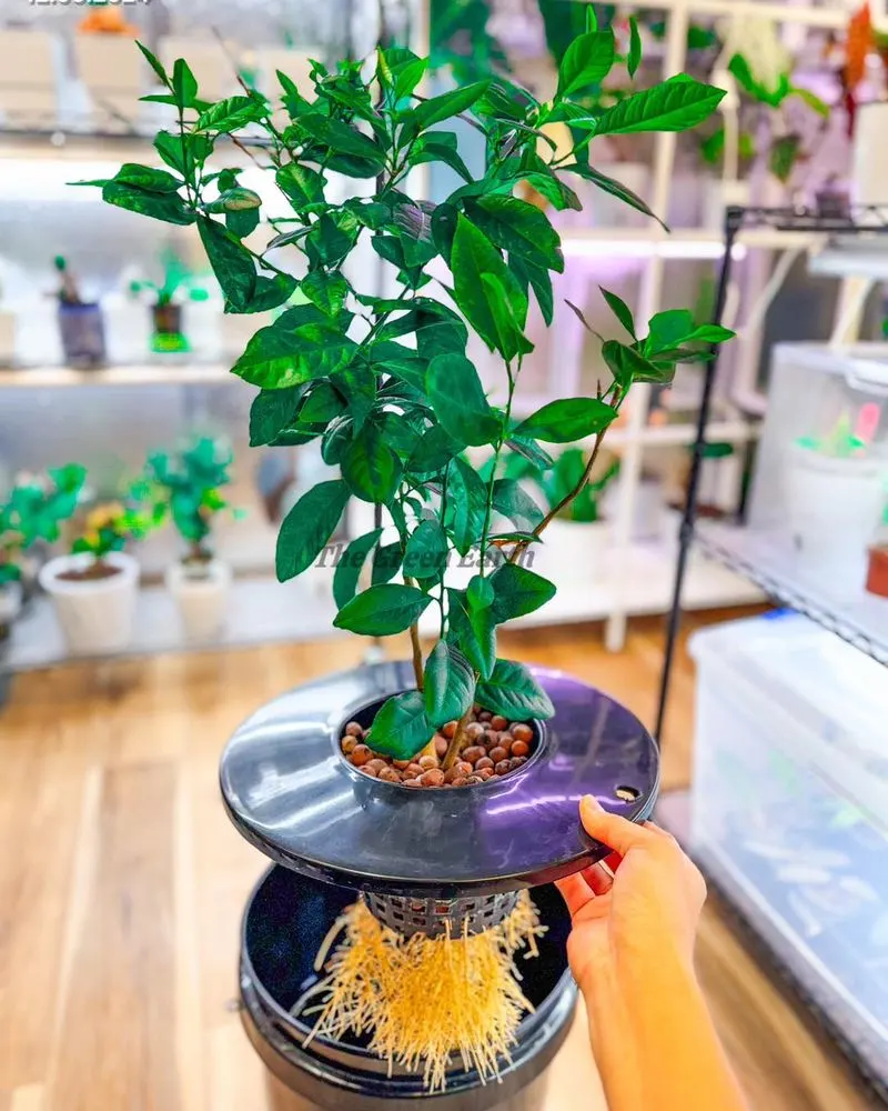 Citrus Trees