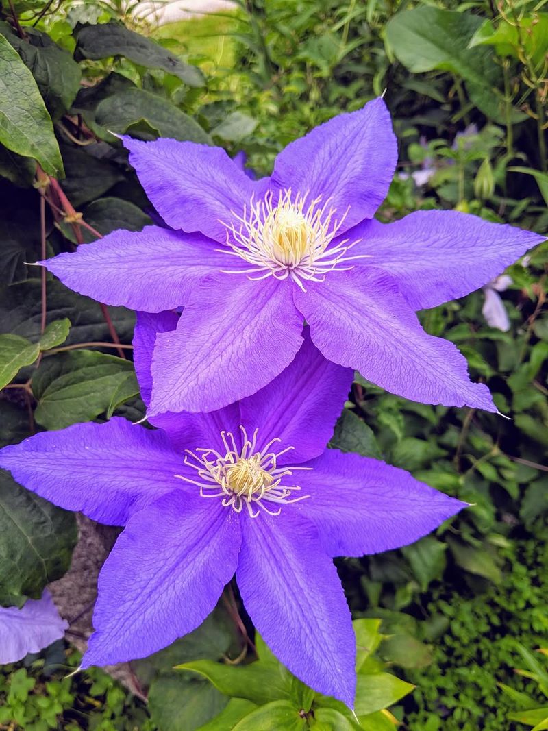 Clematis