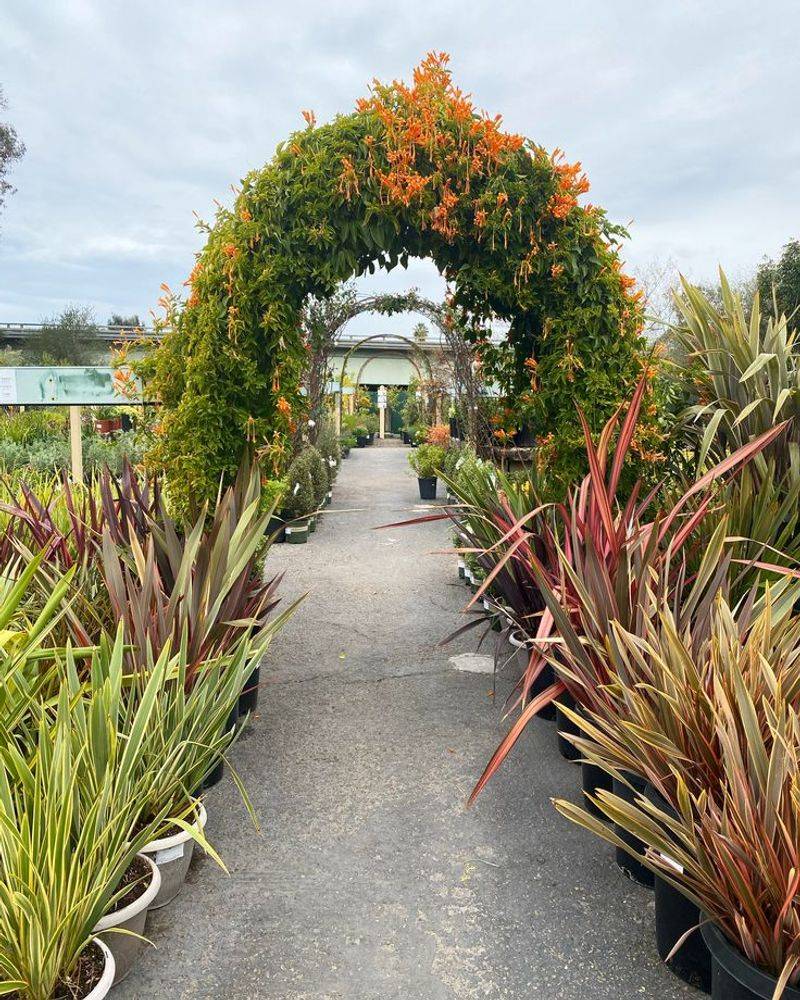 Trumpet Vine