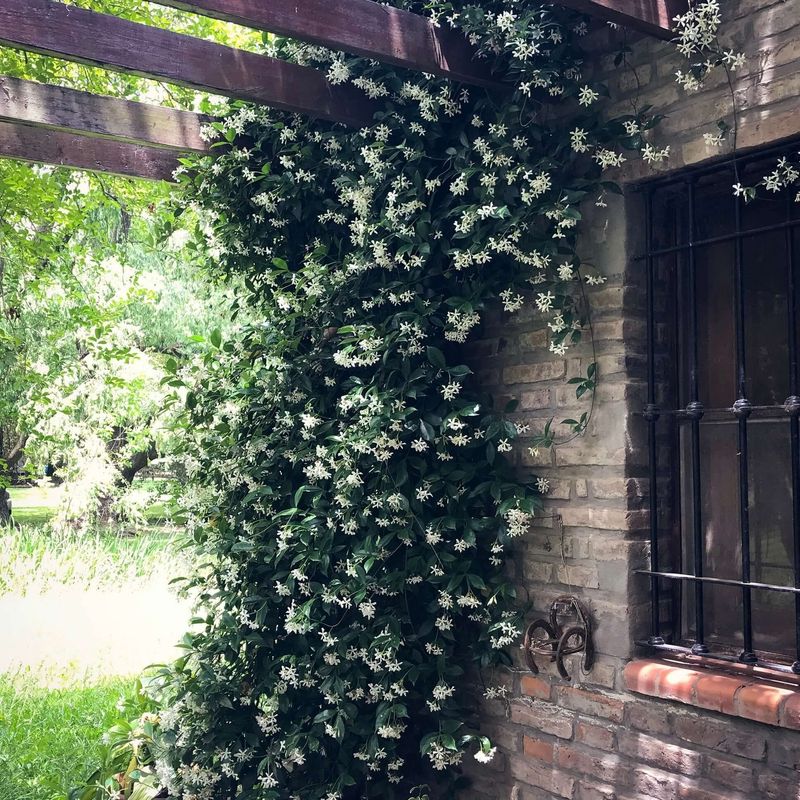 Star Jasmine