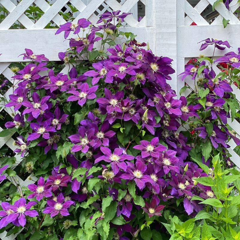 Clematis