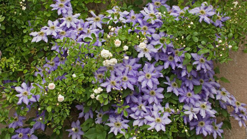 Clematis