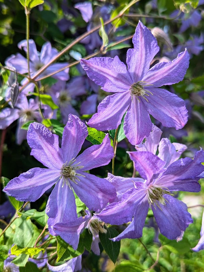 Clematis