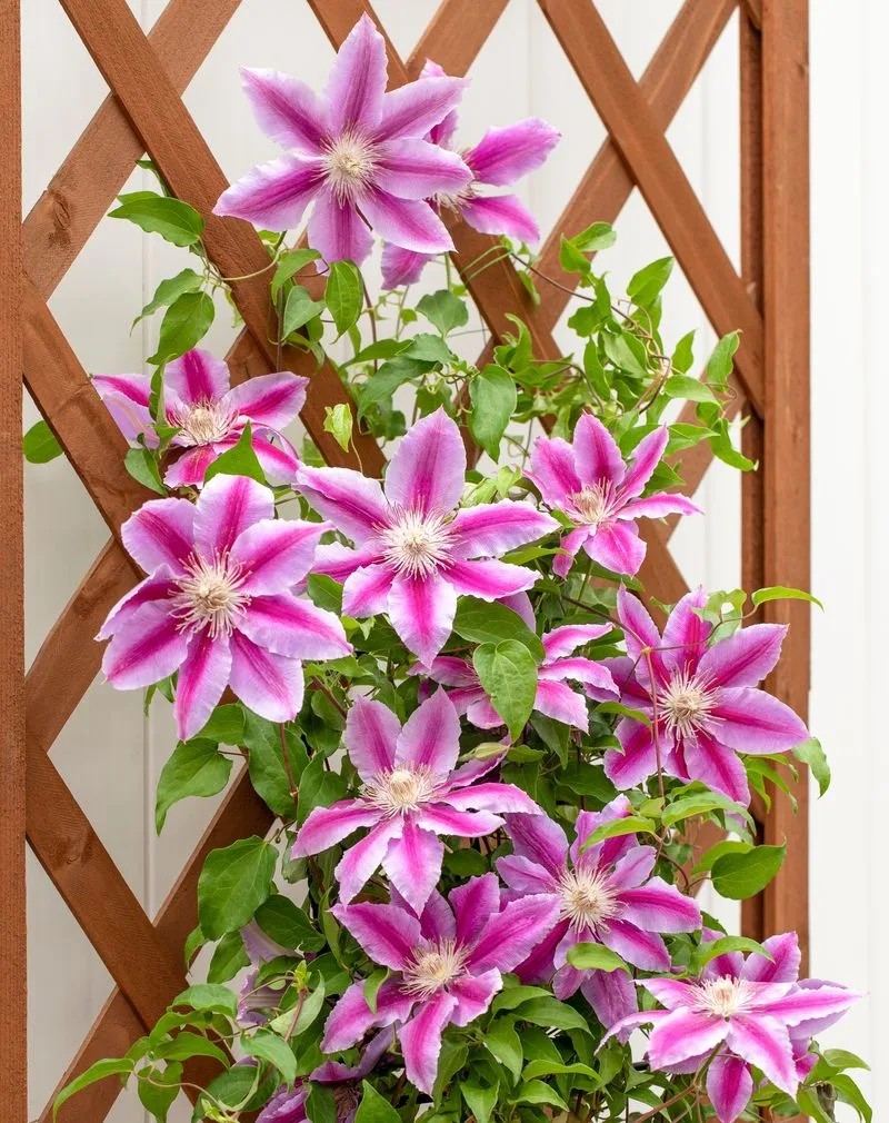 Clematis