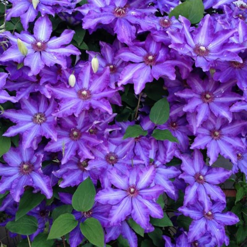 Clematis Cascade