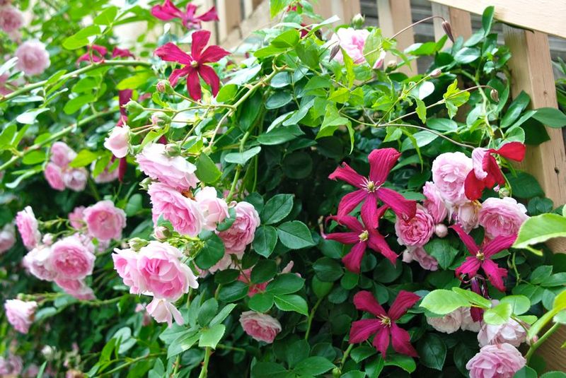 Clematis and Climbing Roses