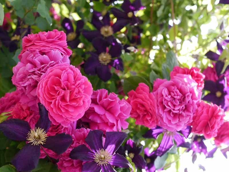 Clematis and Climbing Roses