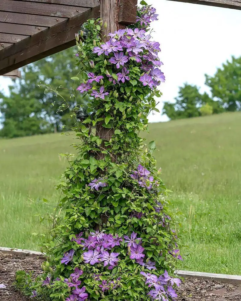 Clematis