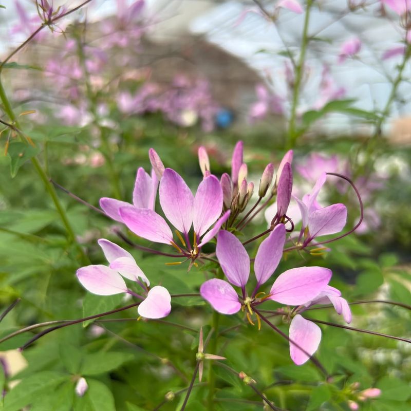 Cleome