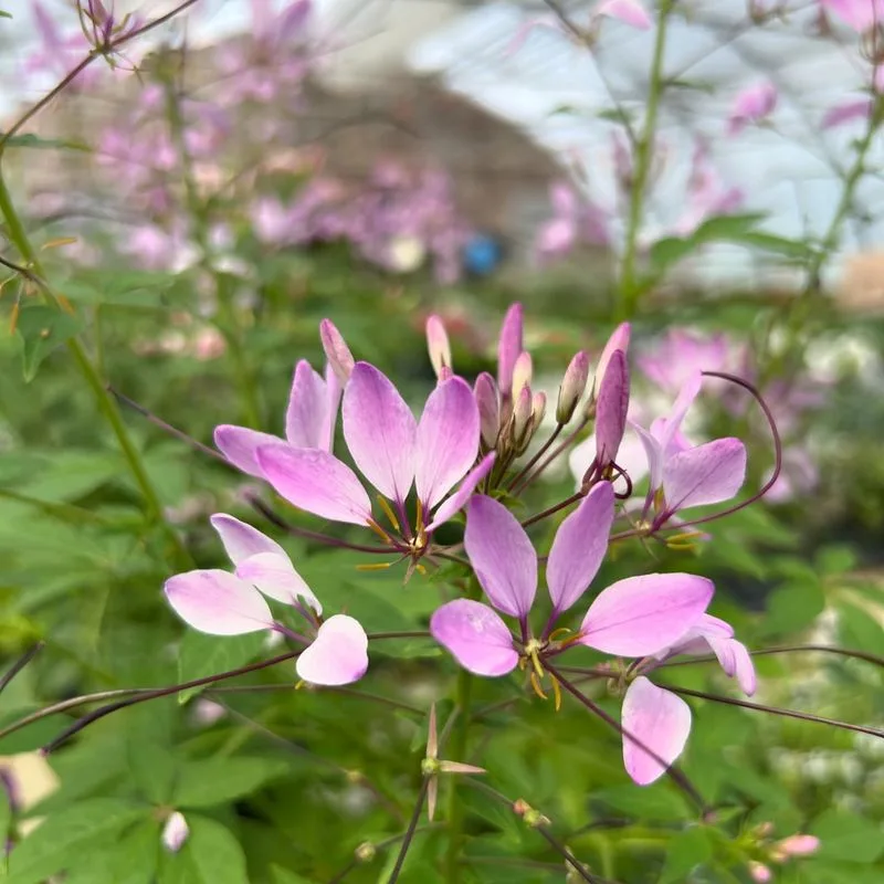Cleome