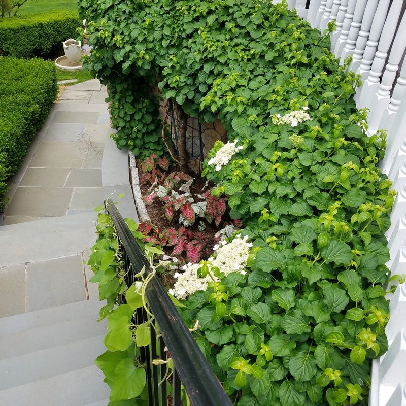 Climbing Hydrangea