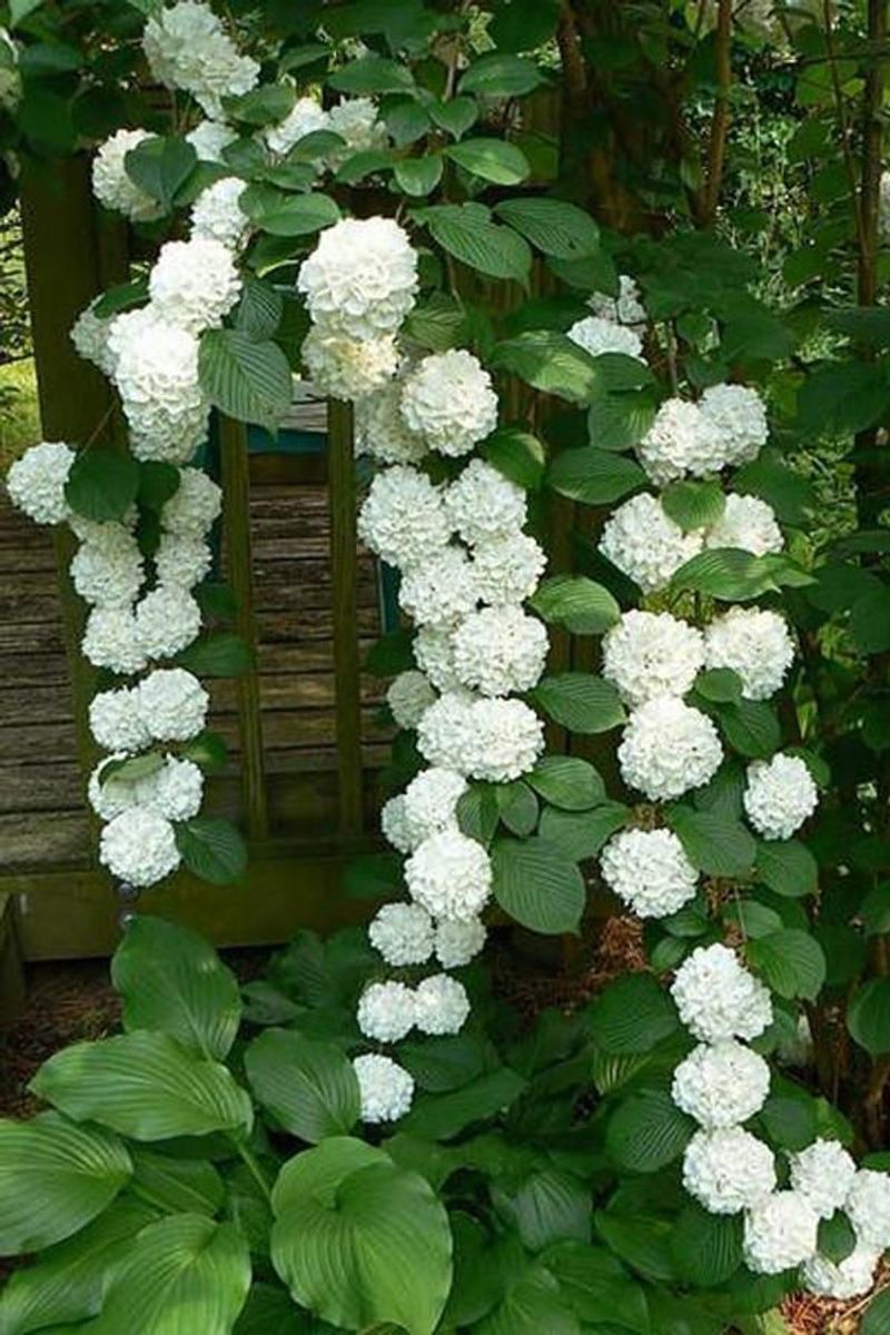 Climbing Hydrangea
