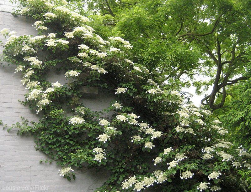 Climbing Hydrangea