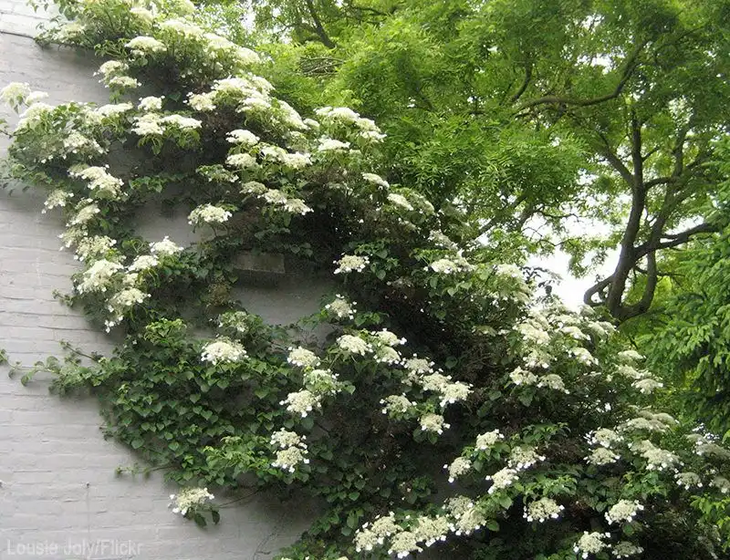 Climbing Hydrangea