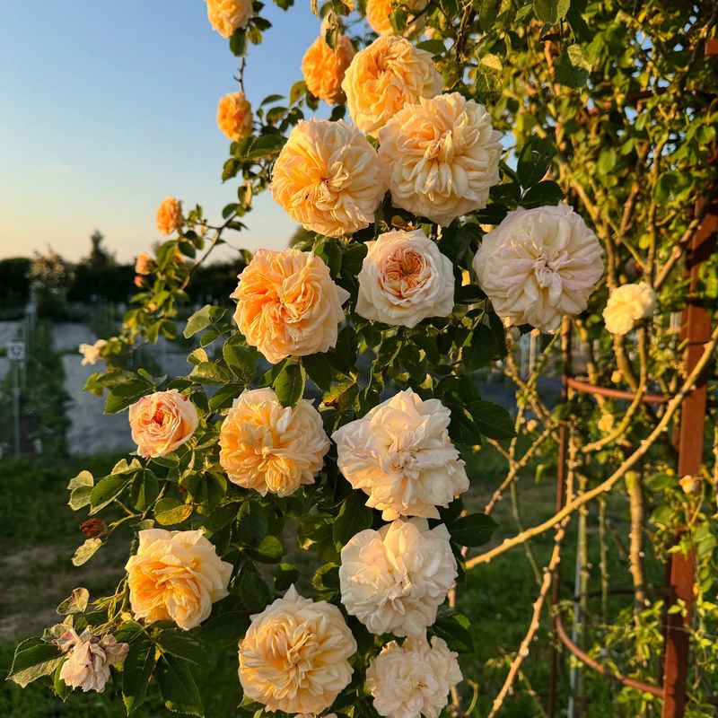 Climbing Rose