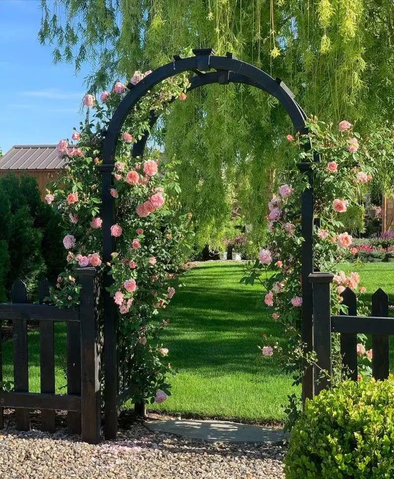 Climbing Roses