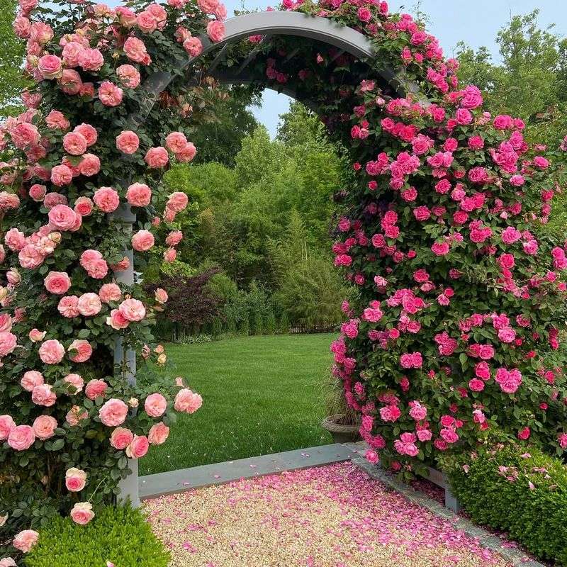 Climbing Roses