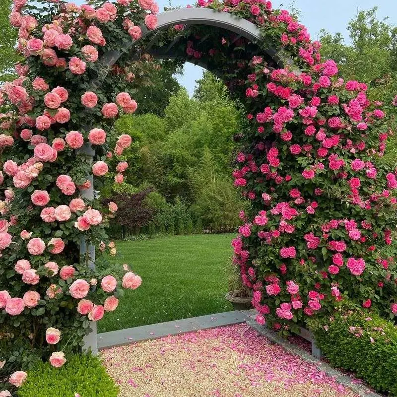 Climbing Roses