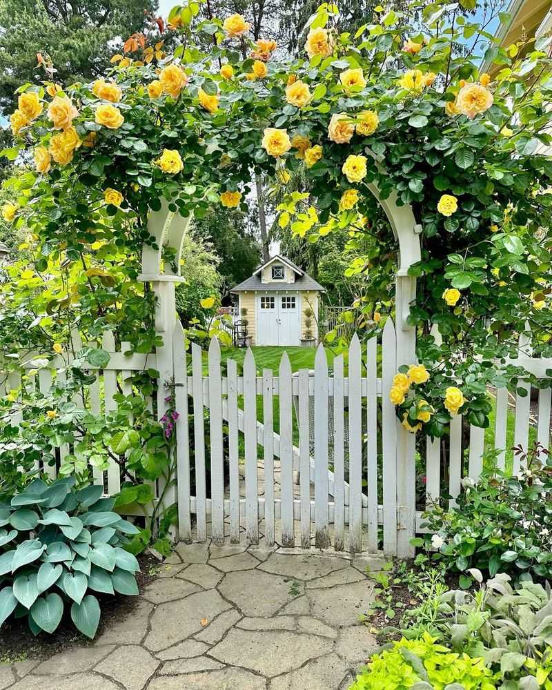 Climbing Roses