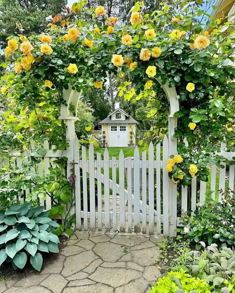 Climbing Roses