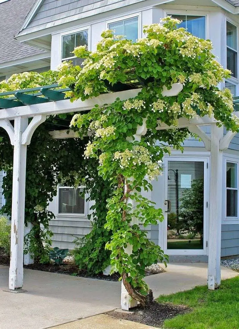 Climbing Vines