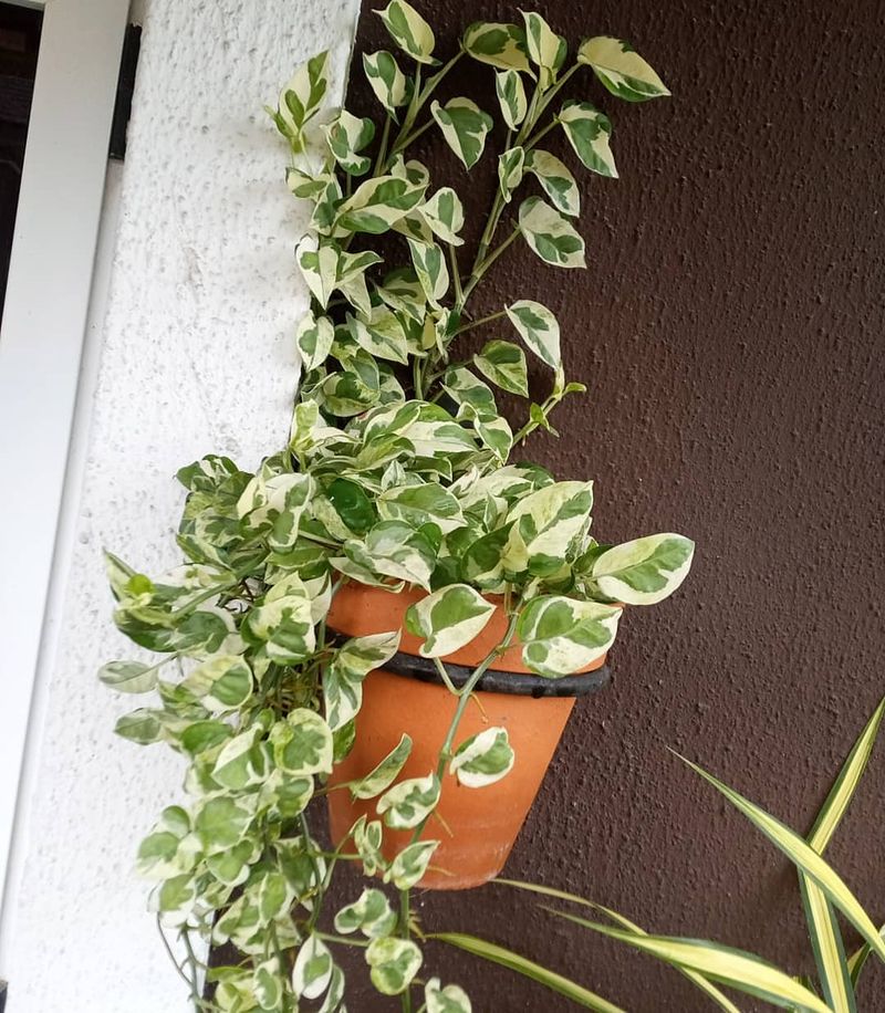 Climbing Vines