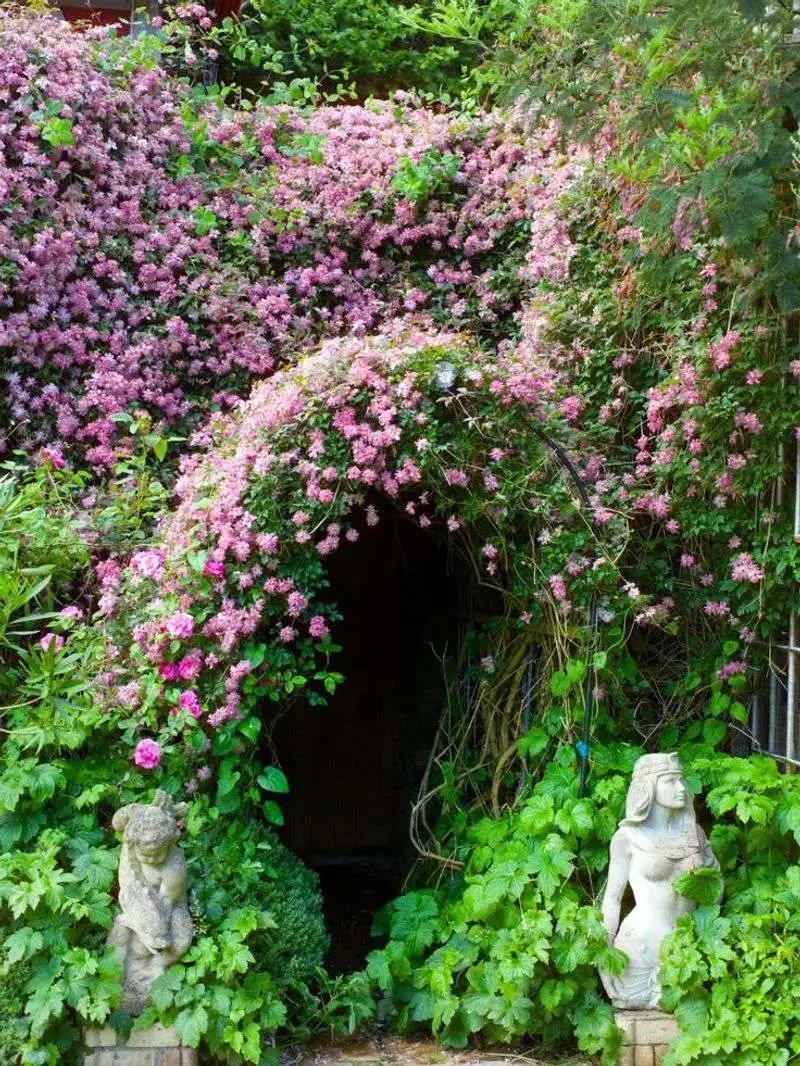 Climbing Vines