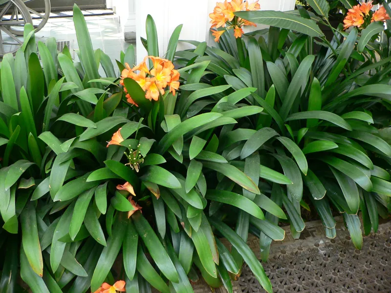 Clivia and Agapanthus