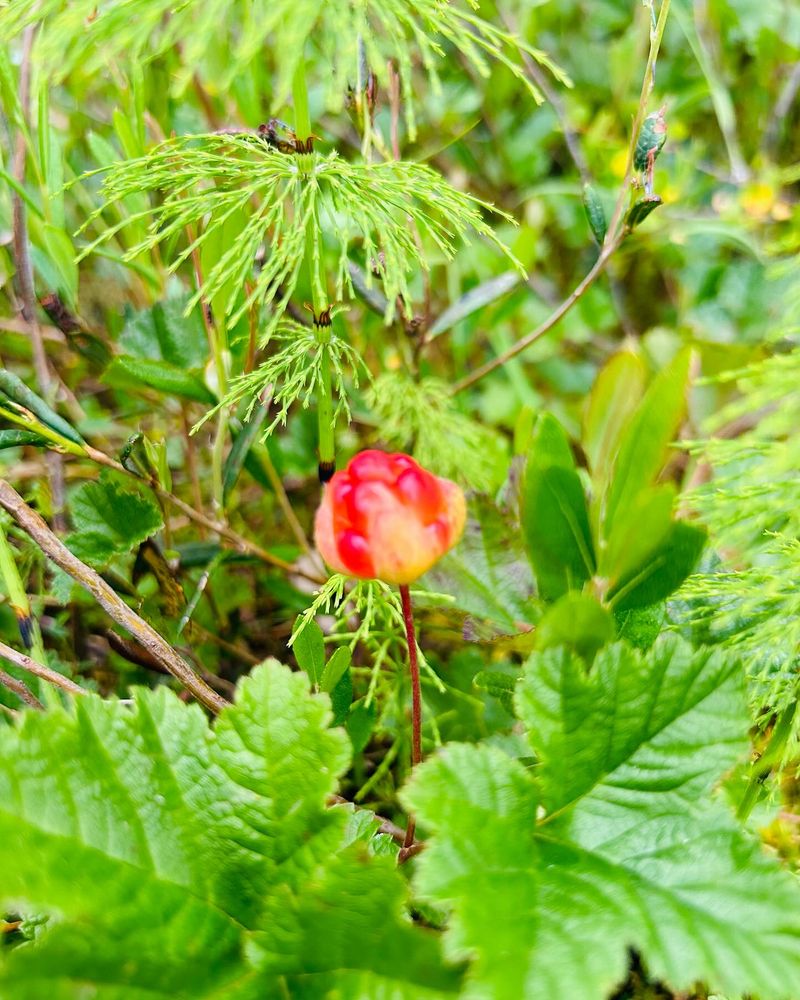 Cloudberries