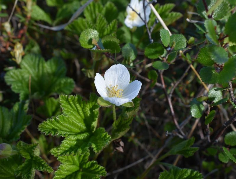 Cloudberries