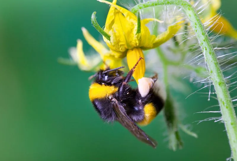 Tomato Flowers