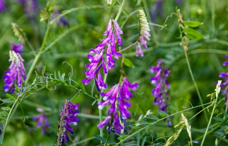 Hairy Vetch