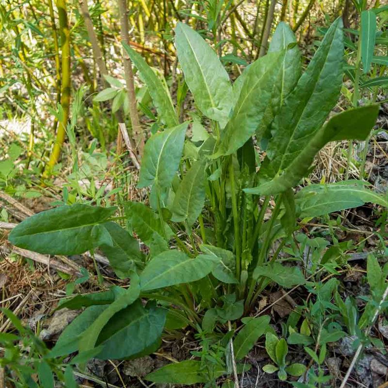 Sheep Sorrel