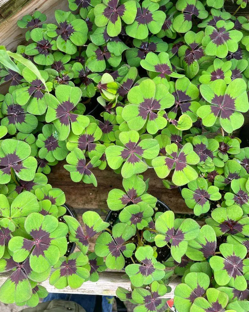 Clover
