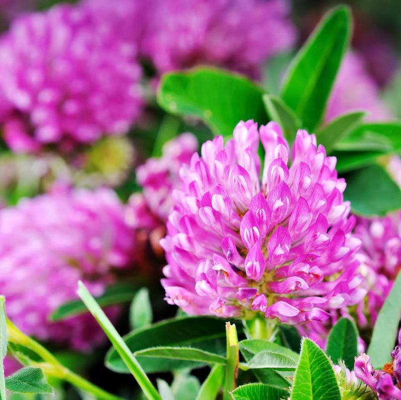 Clover