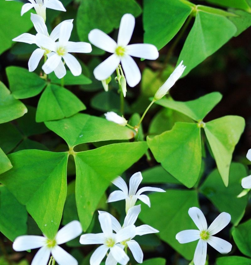 Clover