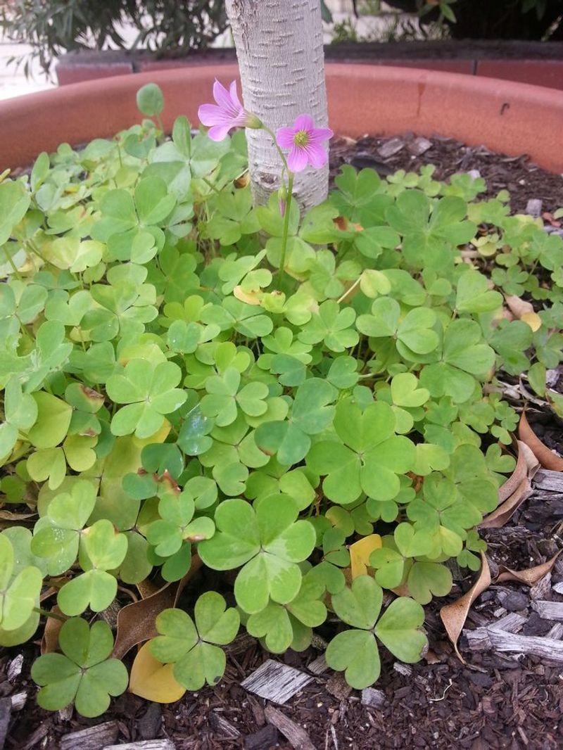 Clover