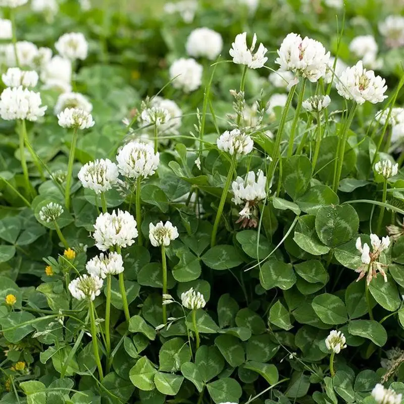 Clover
