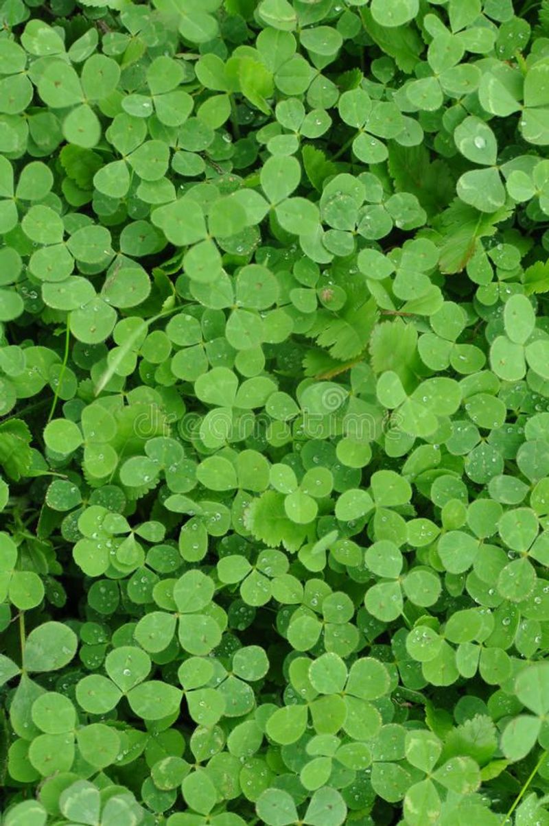 Clover