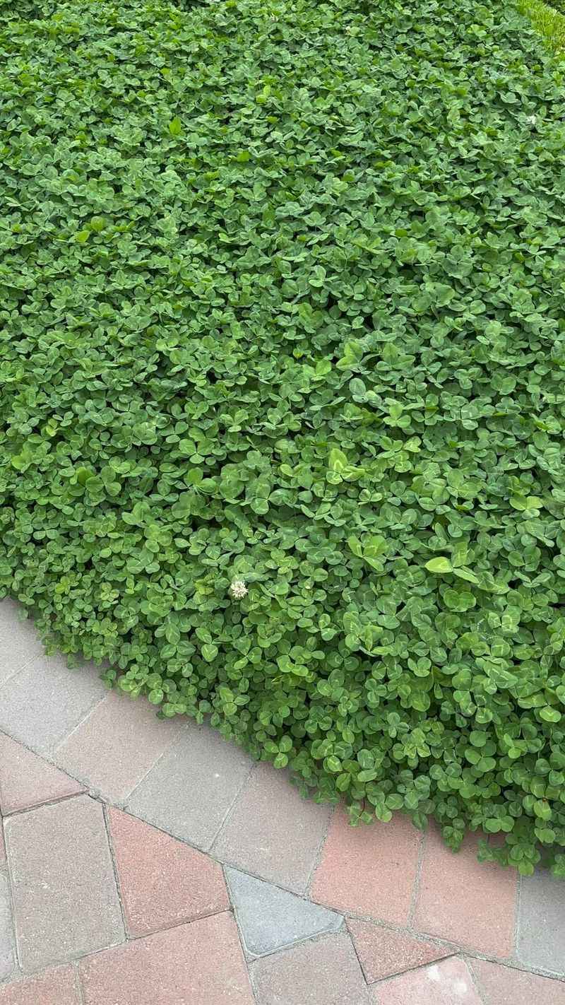 Clover