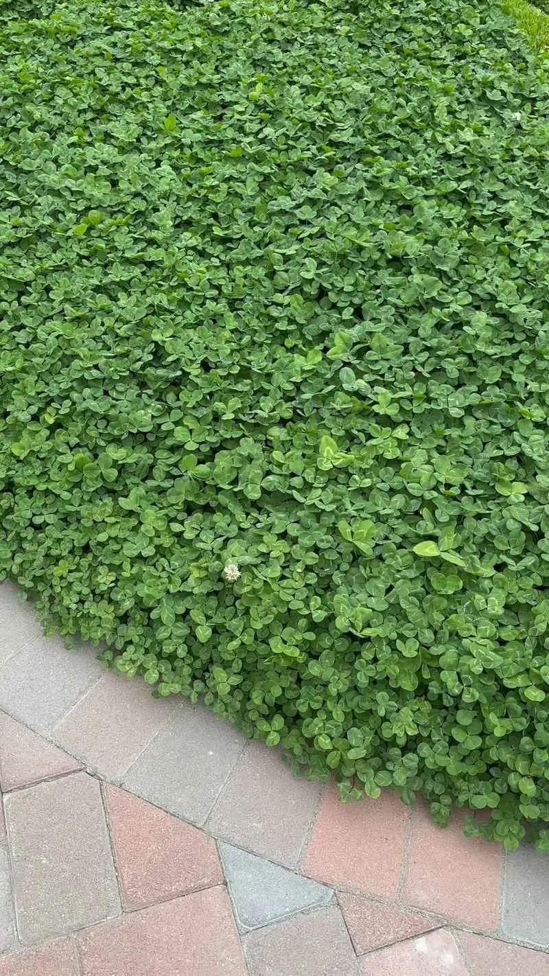 Clover
