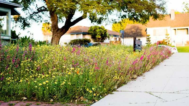 Wildflower Meadow