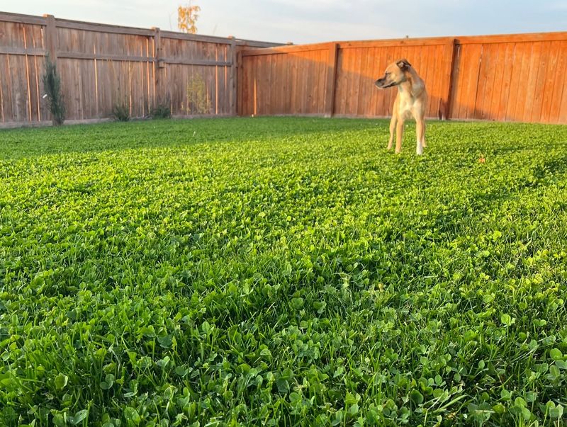 Clover Lawn