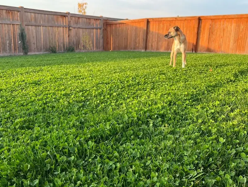 Clover Lawn