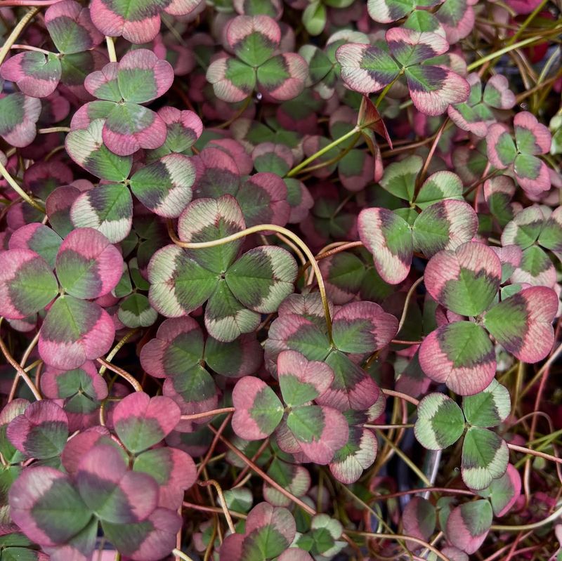 Clover: Nature's Lucky Charm