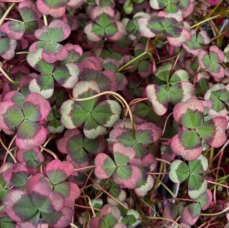 Clover: Nature's Lucky Charm