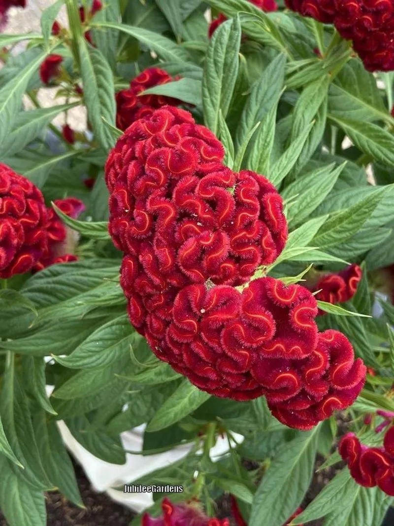 Cockscomb