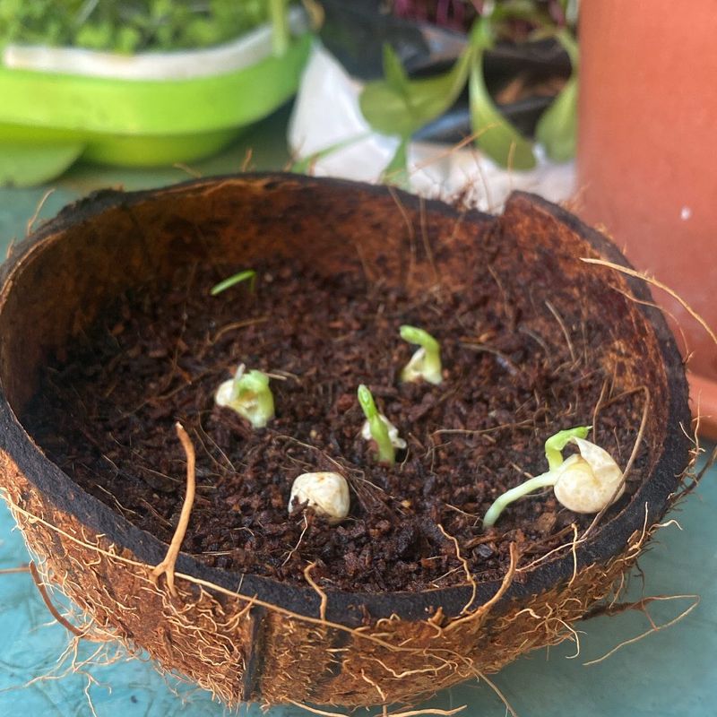 Coconut Coir as a Growing Medium